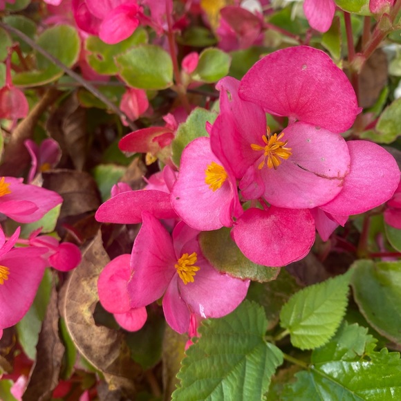 Meet your Posher, Jules - Picture 4 of 6